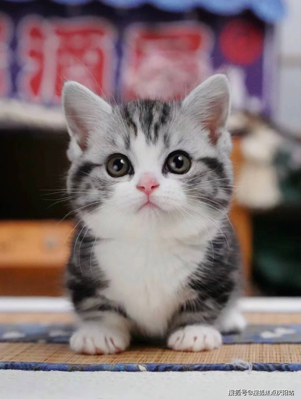 温州买美短起司猫首页网站(温州鹿城区)美短起司猫什么价格