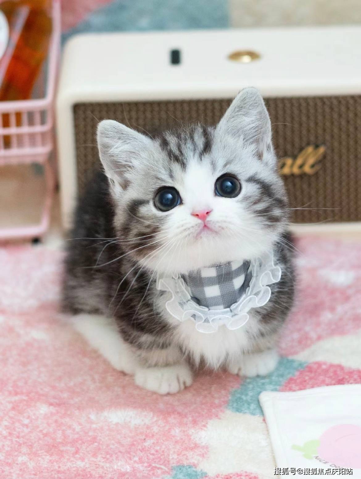 北京买美短起司猫首页网站(北京朝阳区)买美短起司猫的宠物店哪家口碑