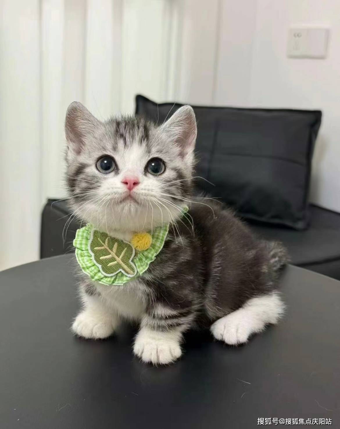 合肥买美短起司猫首页网站(合肥瑶海区)买美短起司