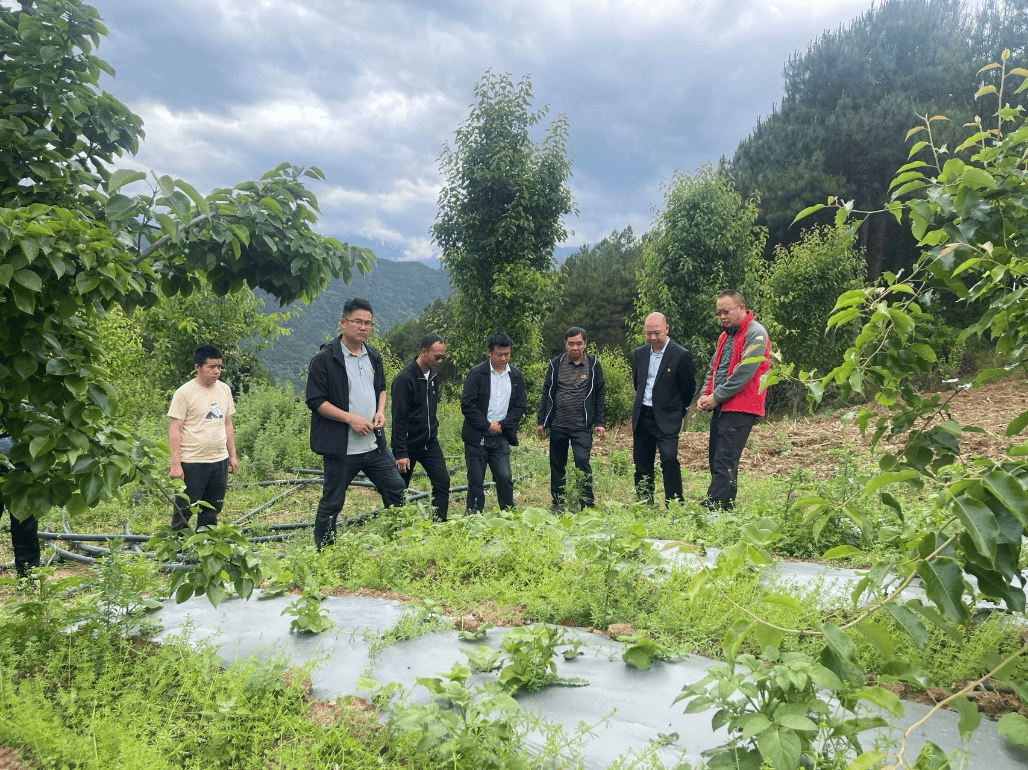 云南白药助力乡村振兴 启动维西云木香种植产业定点帮扶