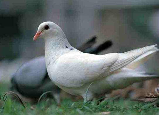 夏季高温,鸽子白蛋增多的应对措施