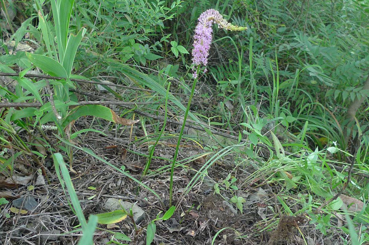 我见到的山东本土植物和园林栽培植物(278)绵枣儿