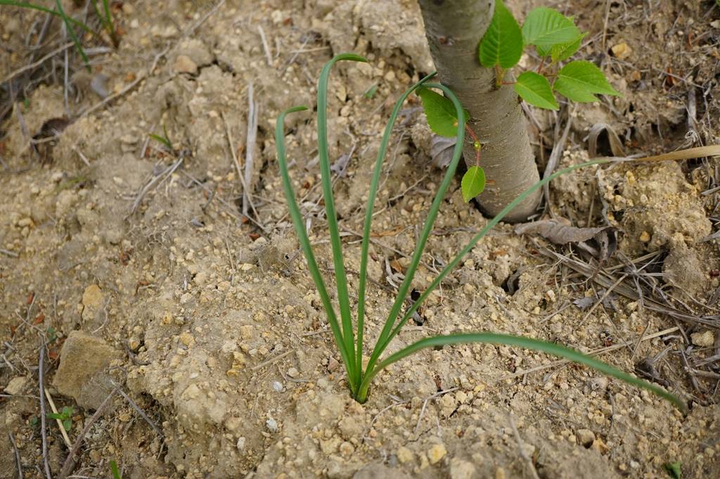 我见到的山东本土植物和园林栽培植物(278)绵枣儿