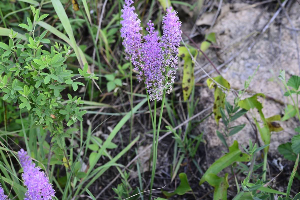 我见到的山东本土植物和园林栽培植物(278)绵枣儿