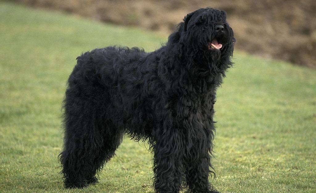 207个品种纯种犬介绍十八 黑色俄罗斯梗和南非布尔博尔獒犬