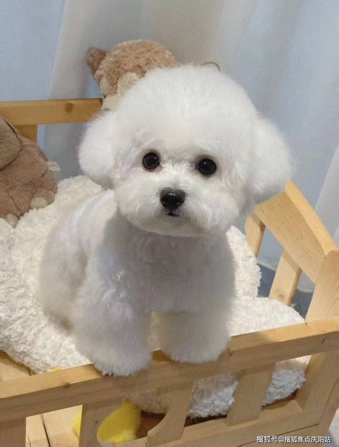 昆明买比熊犬首页网站(昆明官渡区)哪家宠物店有卖比熊犬的