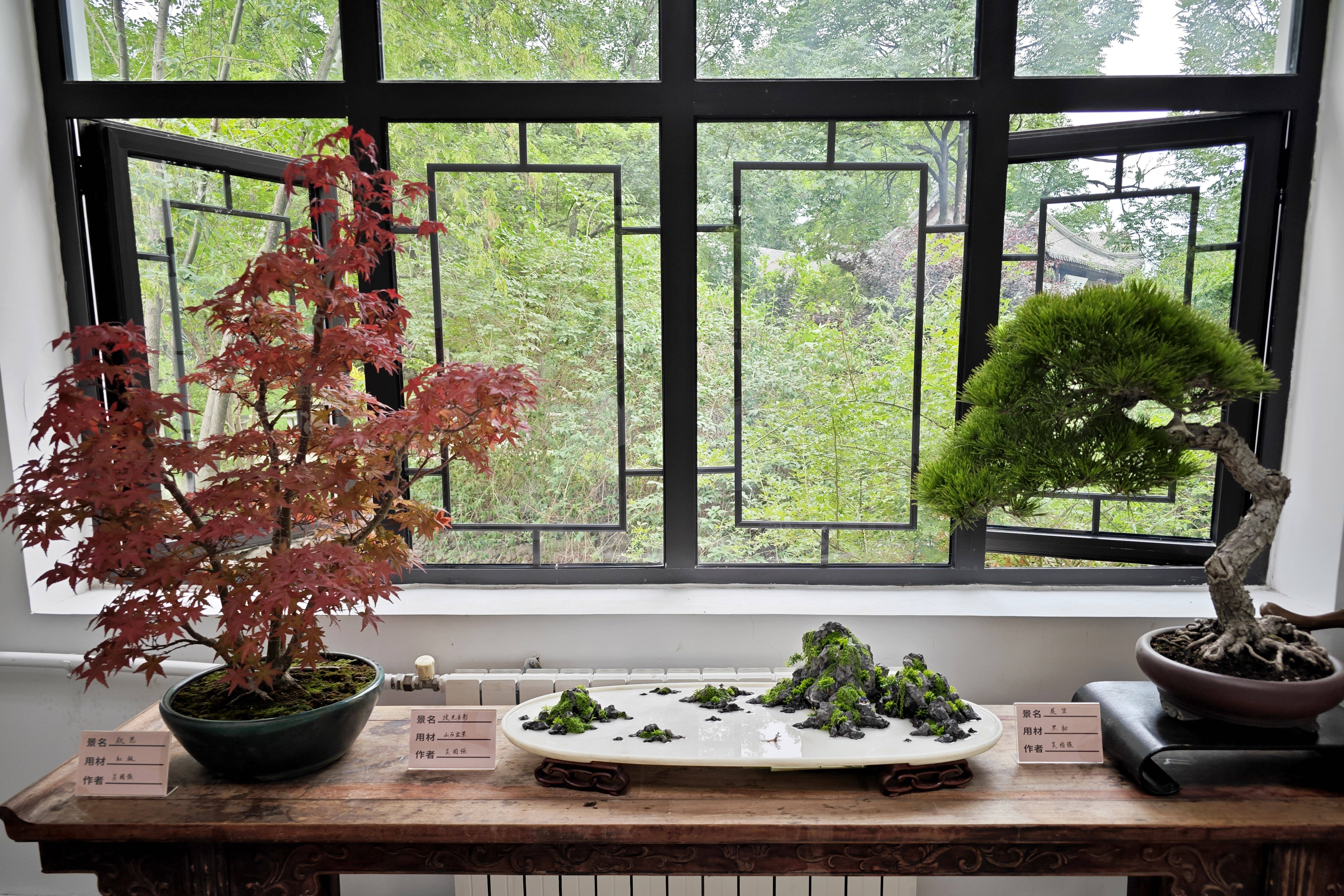 天津市花卉盆景协会《天津市盆景艺术精品展》在水上公园盆景园揭幕