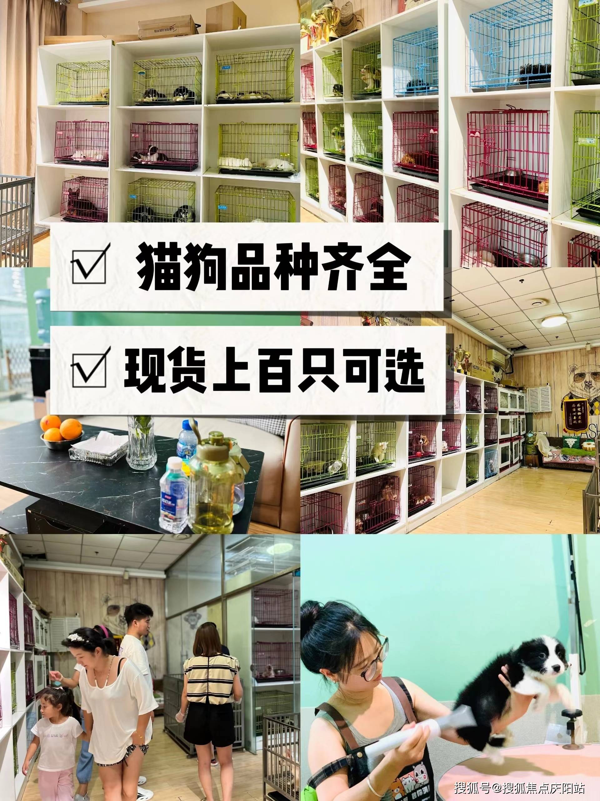 正规犬舍猫舍基地,找宠物,就来这里,上海看宠物联系方式:400