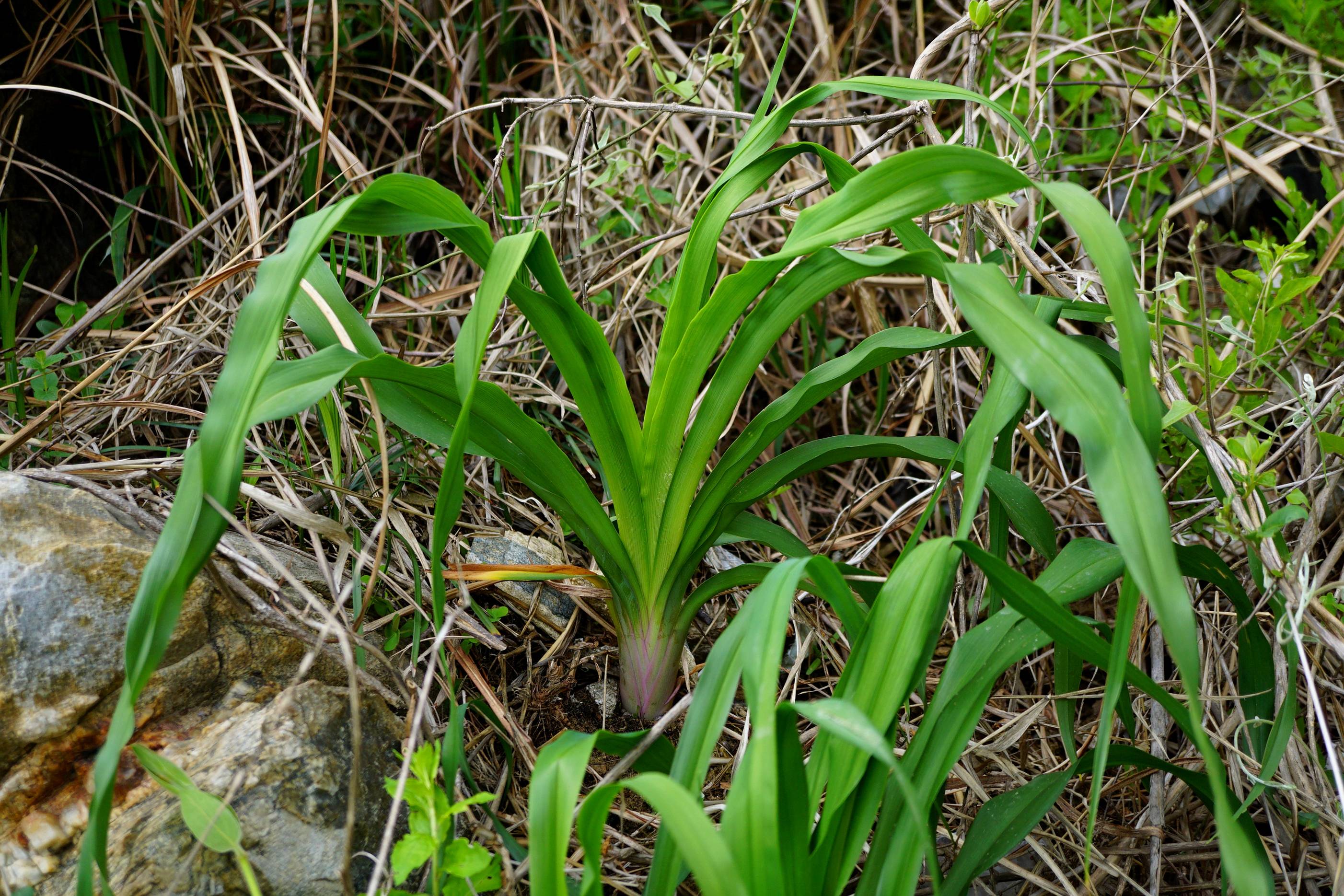 我见到的山东本土植物和园林栽培植物(285) 北黄花菜