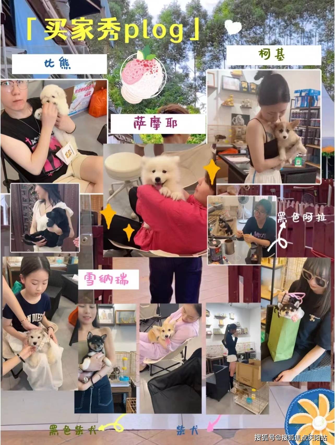 常州买边牧犬首页网站(常州新北区)买边牧犬哪里比较安全