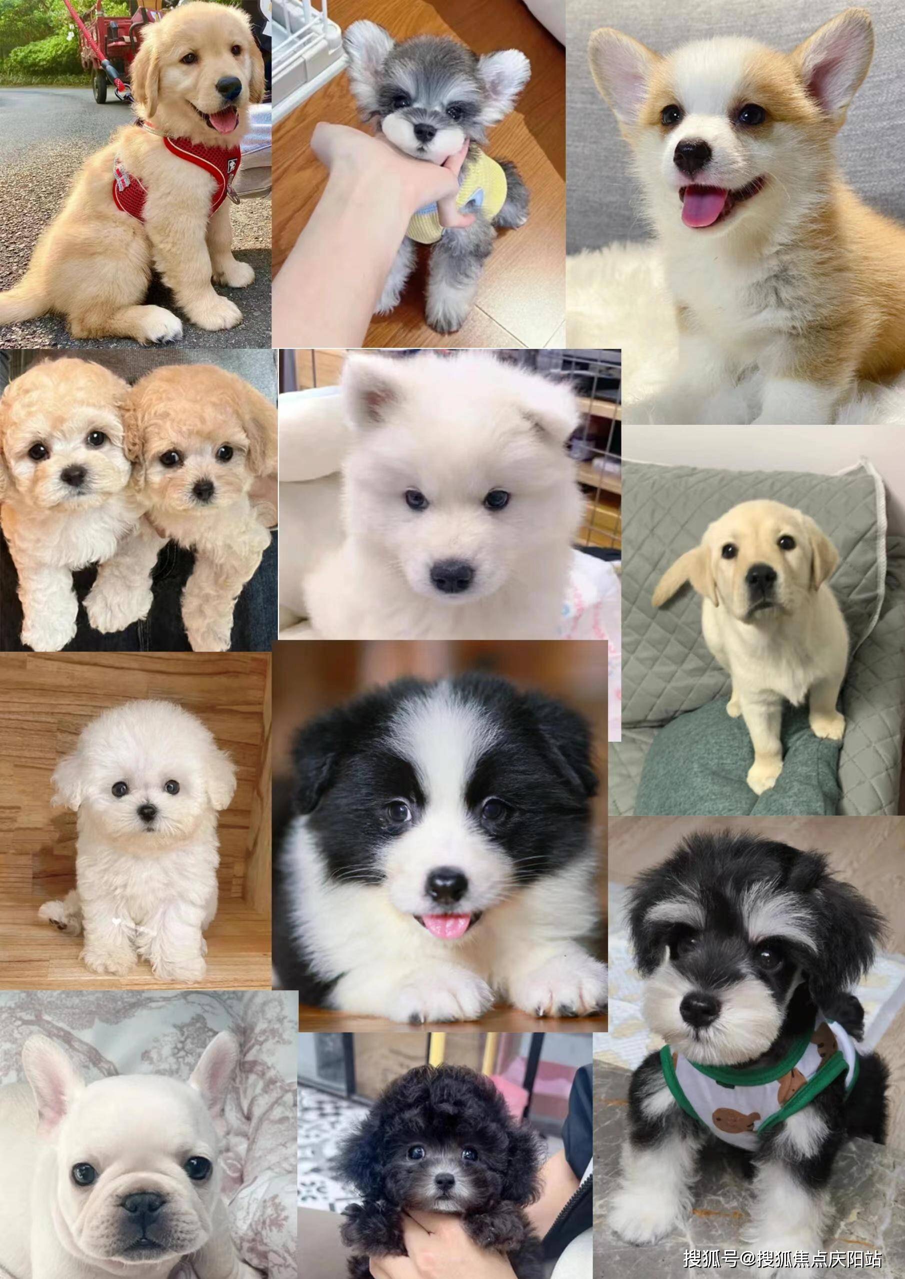 温州买萨摩耶犬首页网站(温州鹿城区)买萨摩耶犬的宠物店哪家口碑好