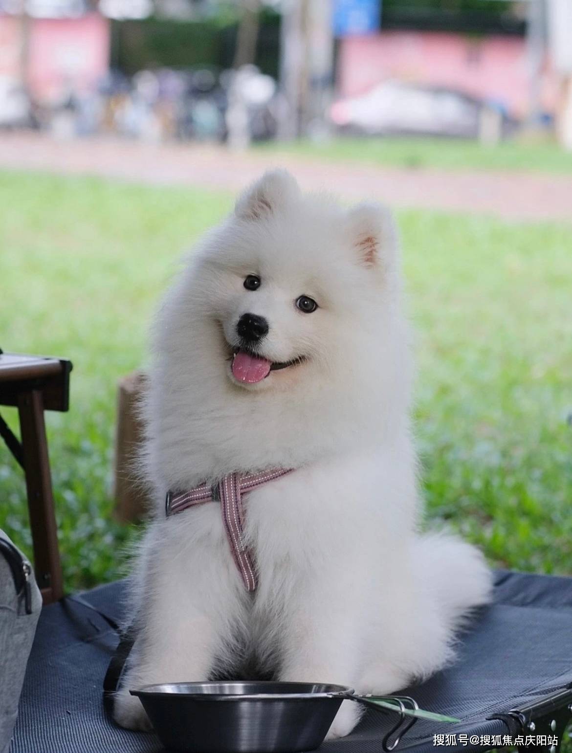 温州买萨摩耶犬首页网站(温州鹿城区)买萨摩耶犬的宠物店哪家口碑好