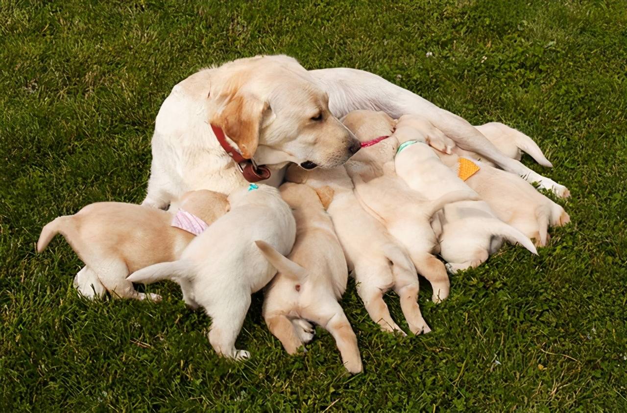 北方物宠物服务—母犬怀孕后需要做好哪些准备?