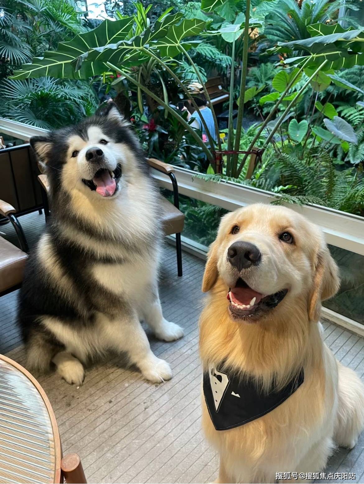 杭州买阿拉斯加犬首页网站(杭州萧山区)阿拉斯加犬多少钱一只