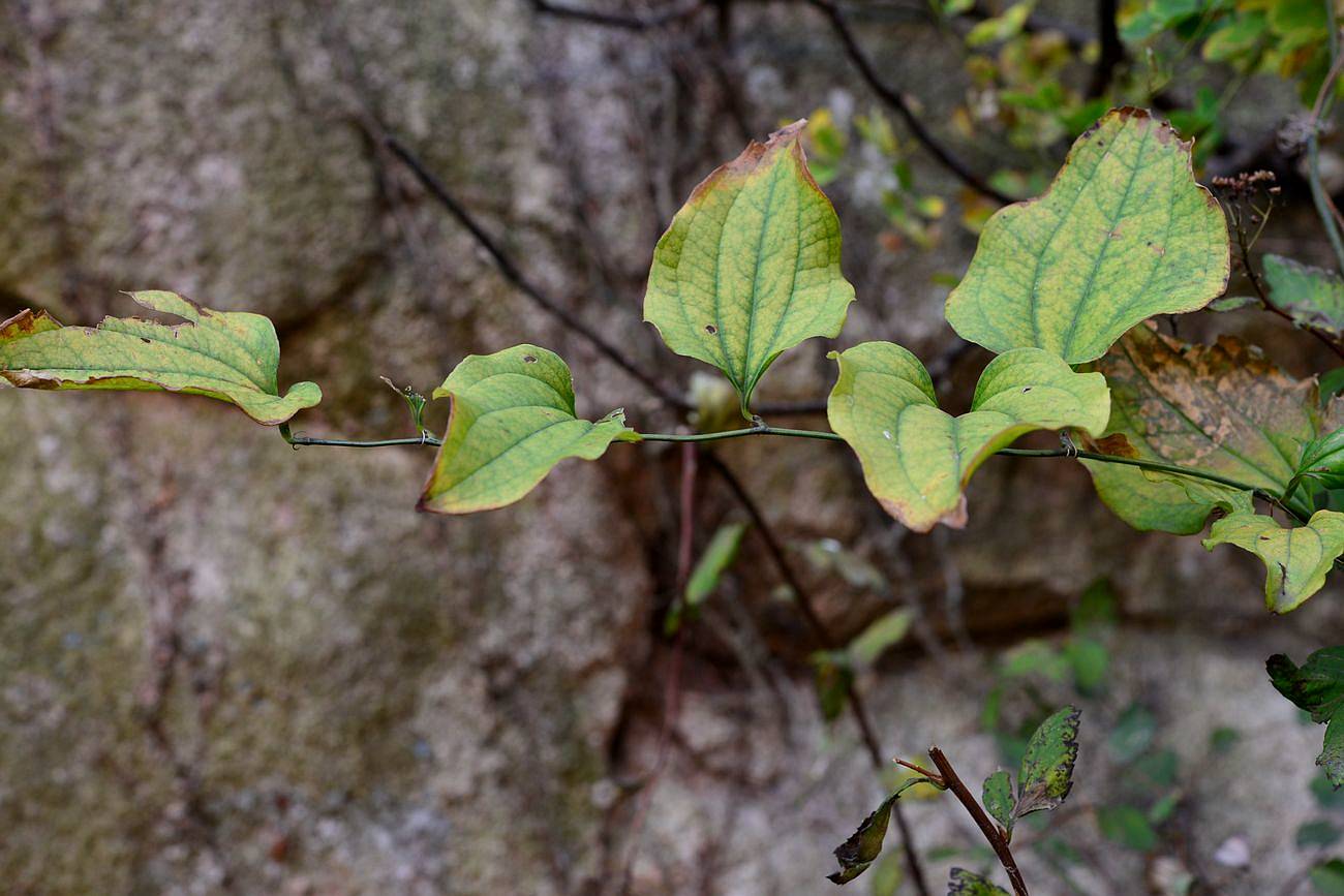 我见到的山东本土植物和园林栽培植物(300)华东菝葜