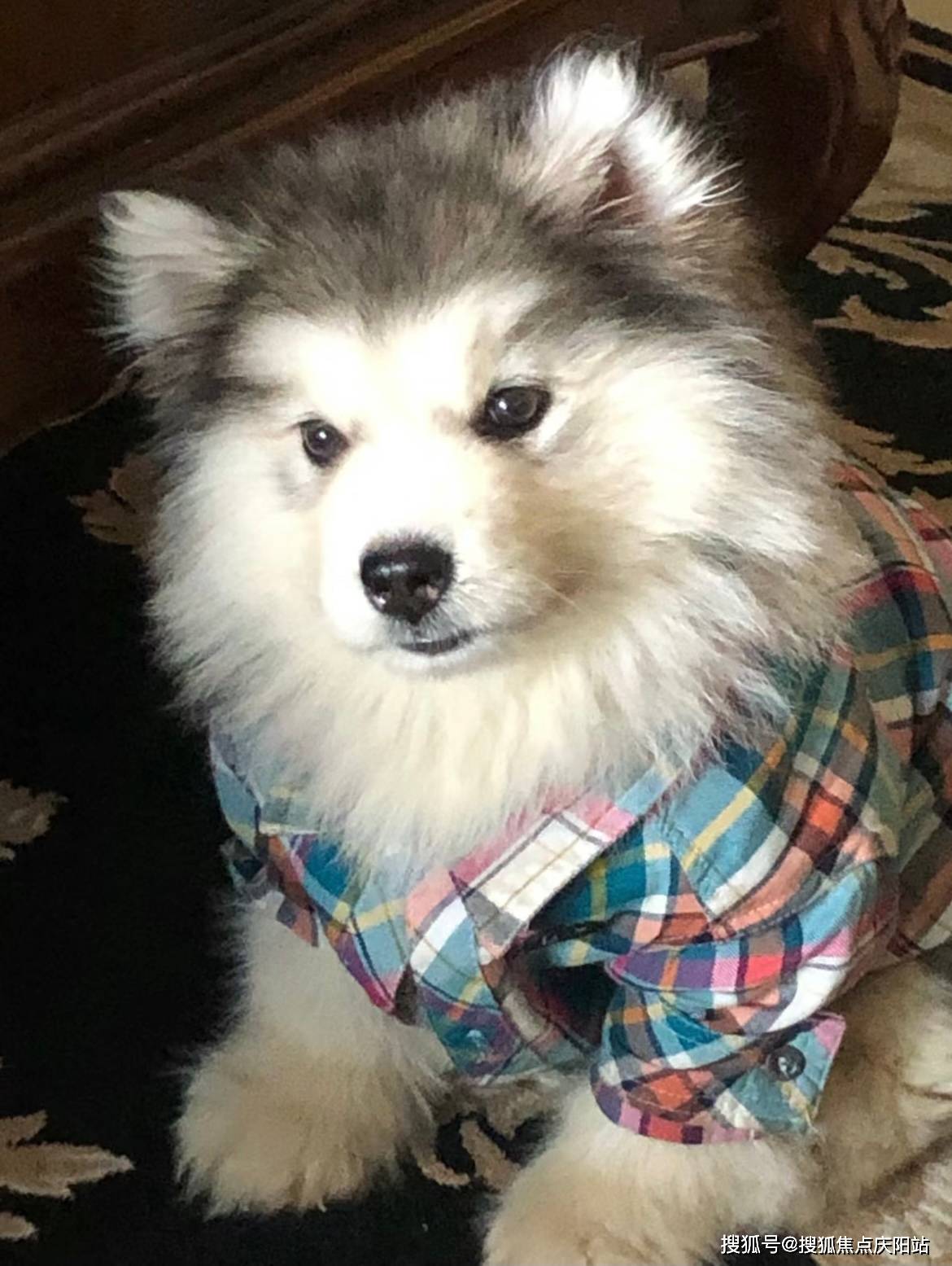 湖州买阿拉斯加犬首页网站(湖州吴兴区)买阿拉斯加犬最好去哪里买