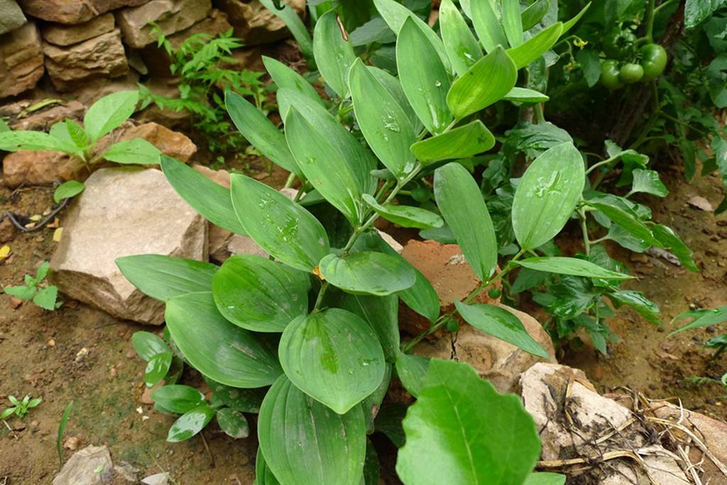 我见到的山东本土植物和园林栽培植物(303)玉竹