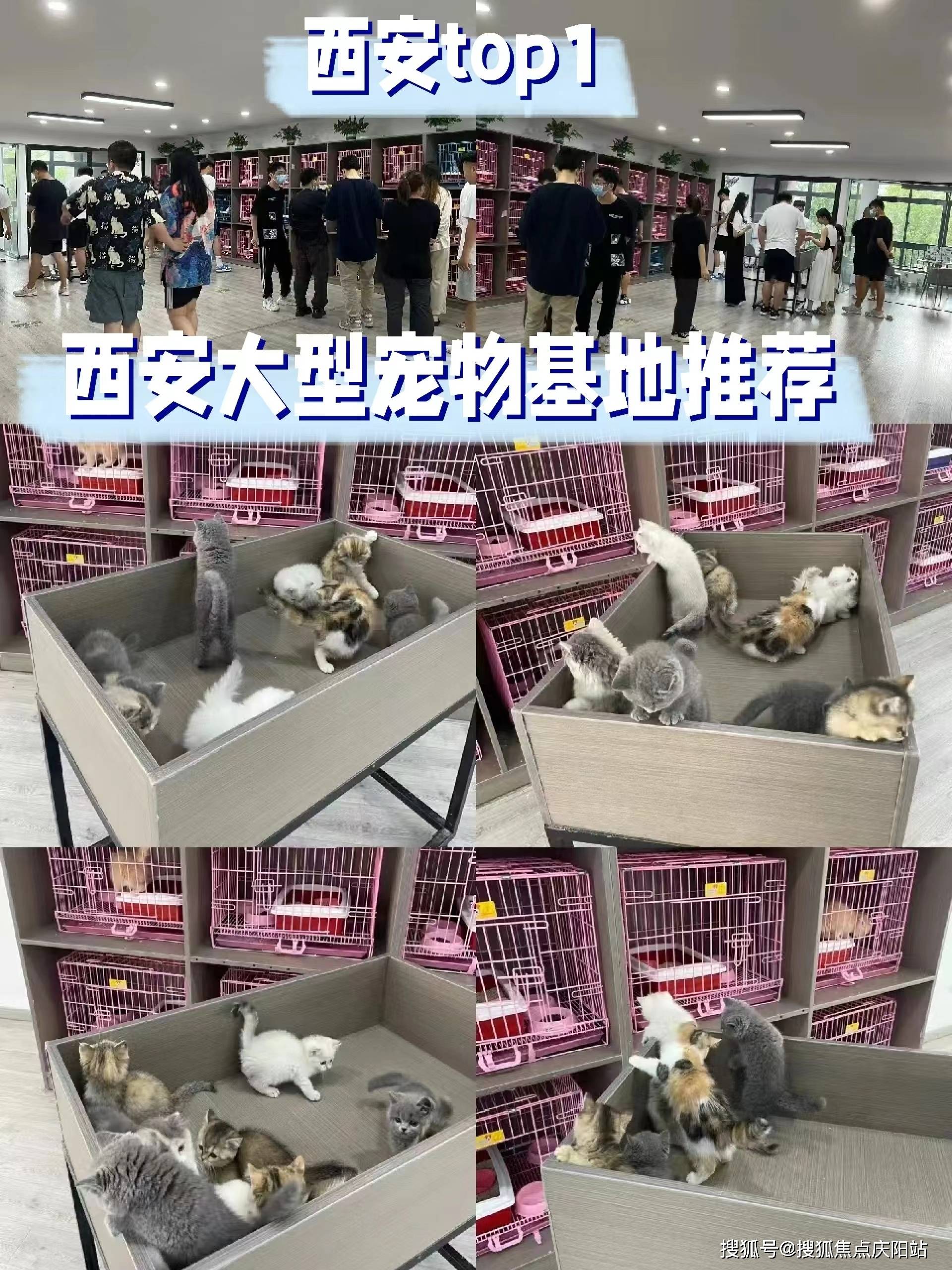 西安这里买金毛犬明码标价,货真价实