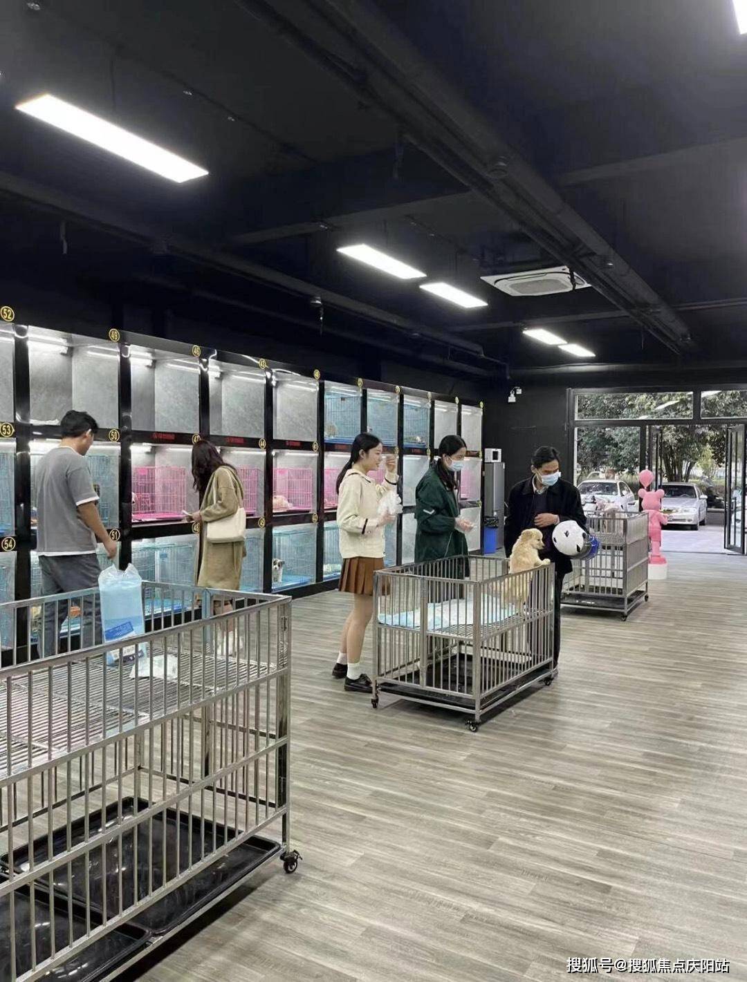 广州买金毛犬首页网站(广州天河区)哪家宠物店有卖金毛犬的