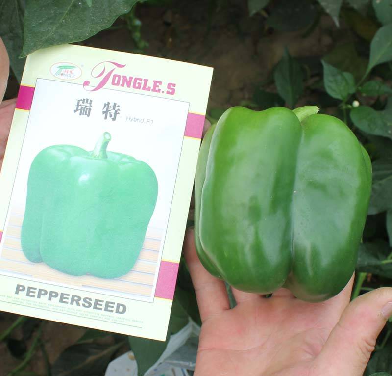 瑞特菜椒高产大果甜椒青椒辣椒种子