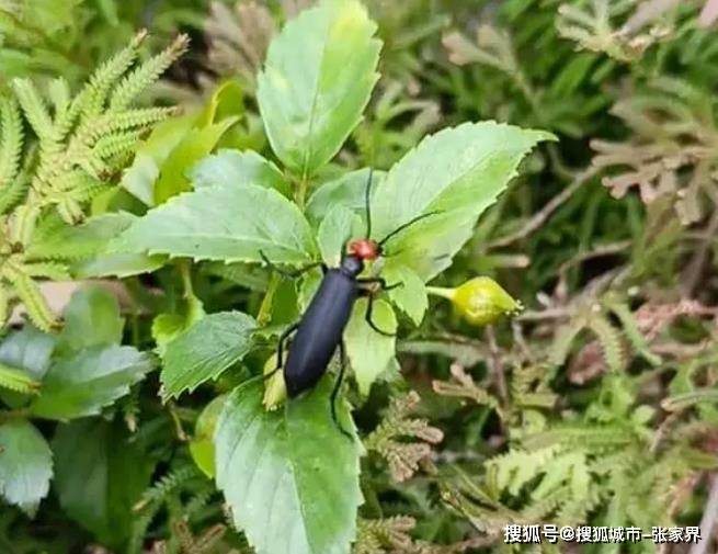 湖南桃江一菜地出现大量"鸡公虫"!