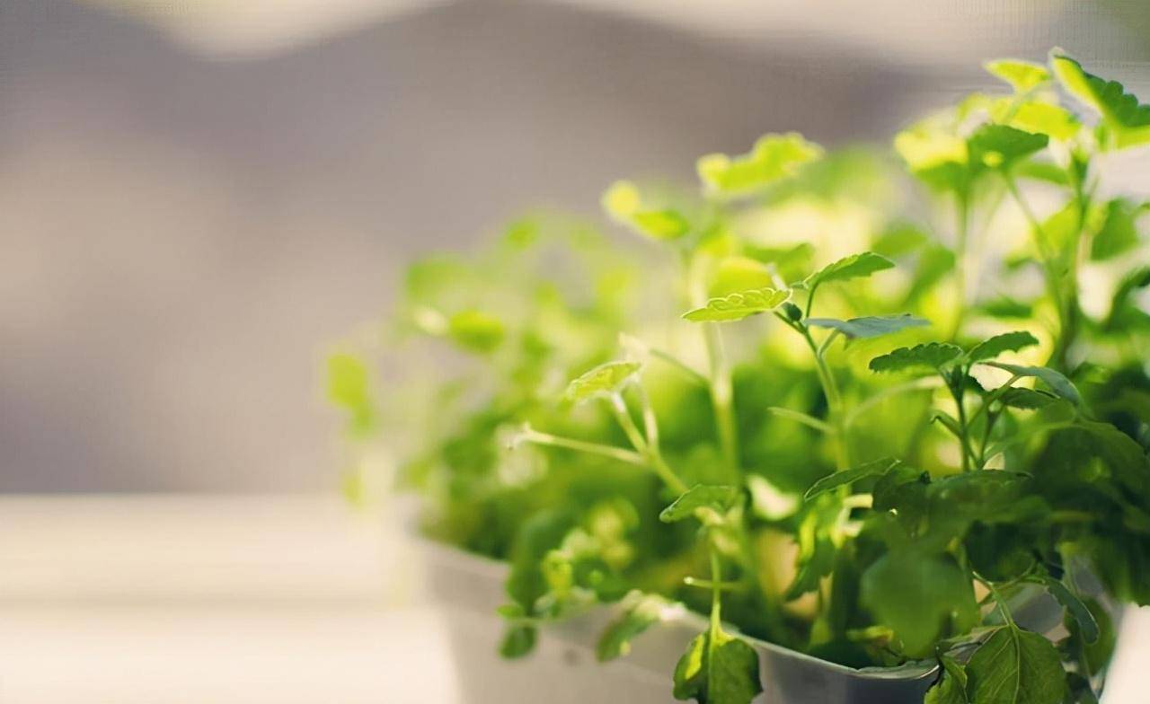 背景 壁纸 绿色 绿叶 树叶 植物 桌面 1280_784