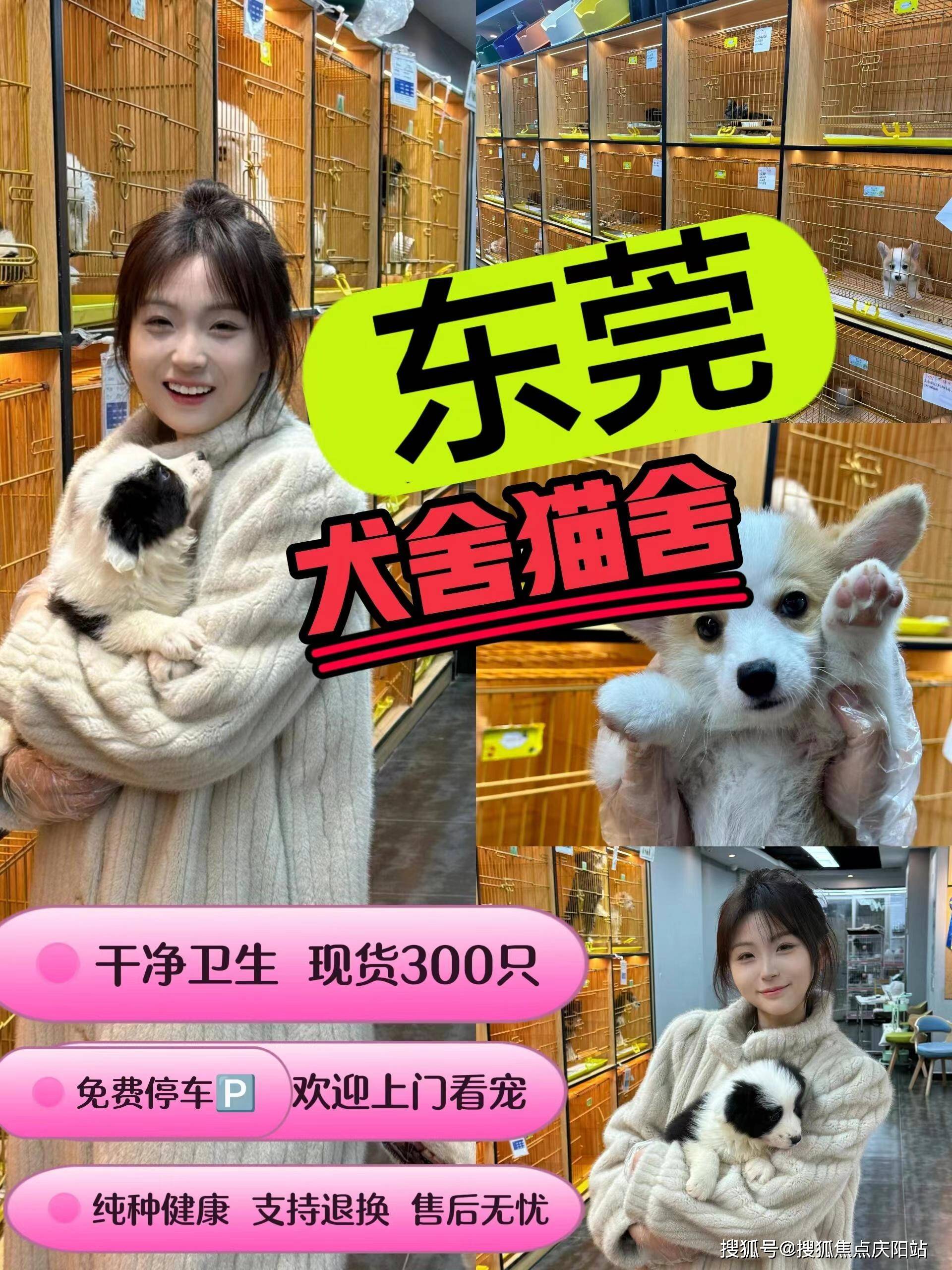 东莞买泰迪犬首页丨东莞莞城买泰迪犬哪里比较安全丨东莞福安家猫犬舍