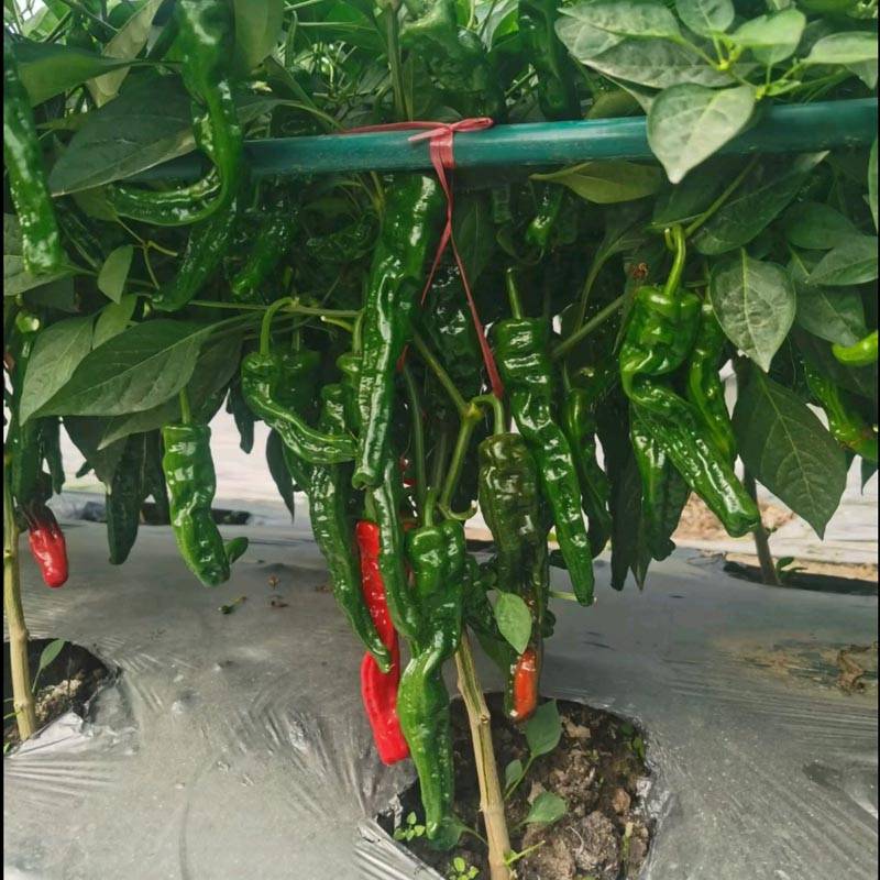 同乐2号皱皮椒薄皮香椒辣椒种子