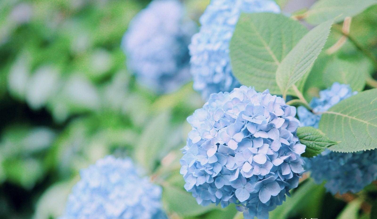 壁纸 花 桌面 1600_930