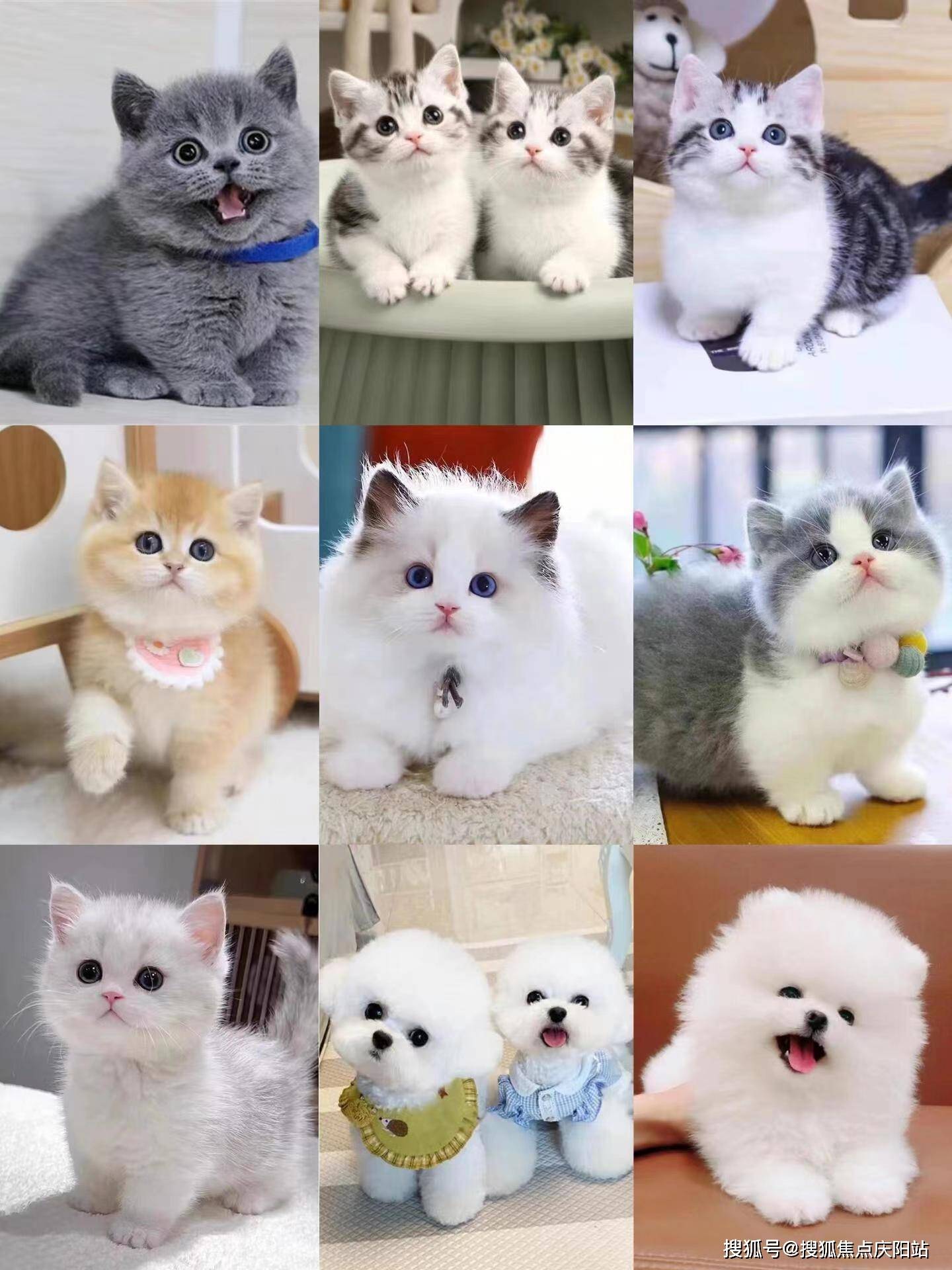 店家严格筛选英短蓝金猫的品种,确保每一只猫咪都是纯种的,让你买得