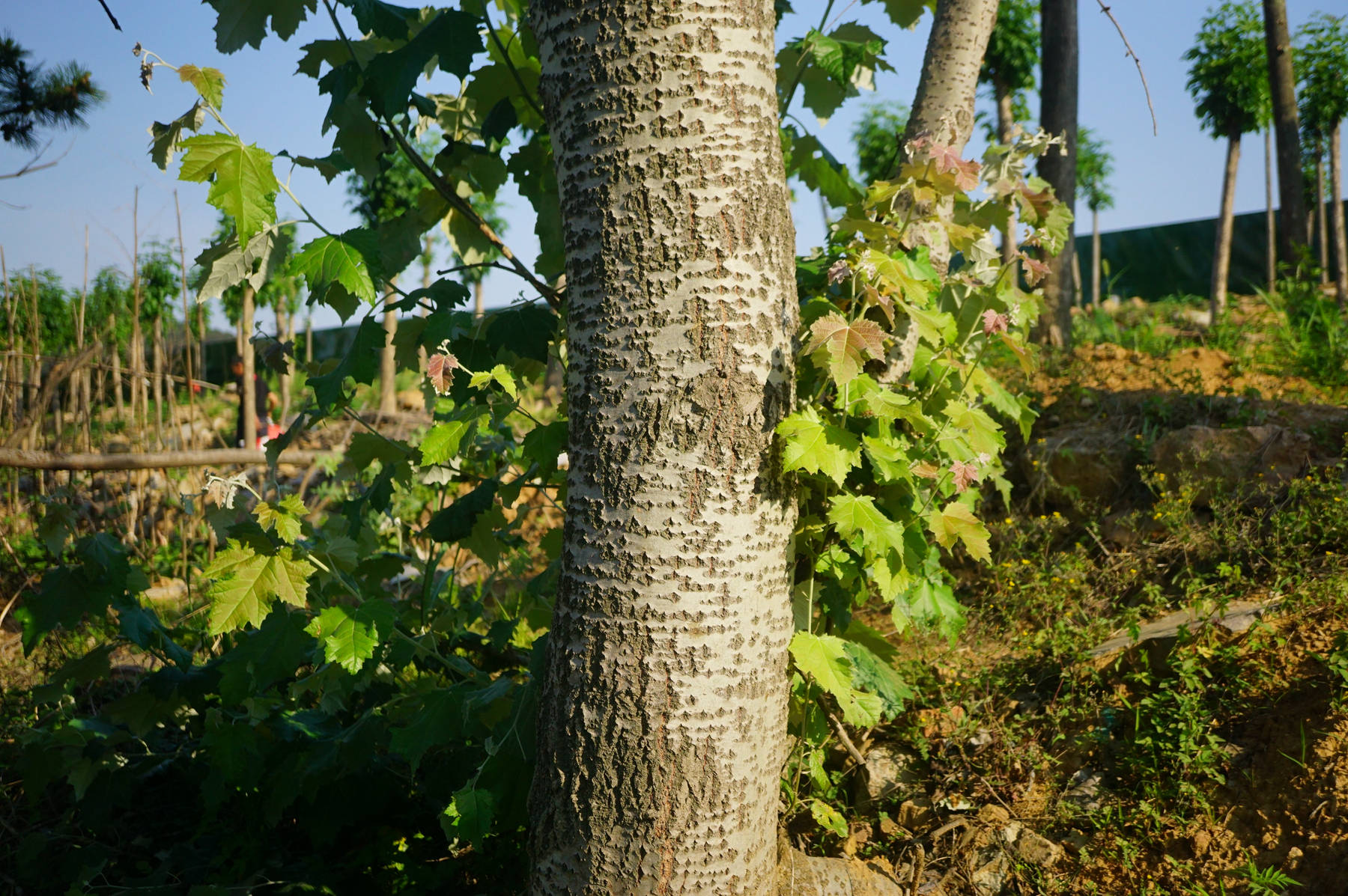 我见到的山东本土植物和园林栽培植物(350)毛白杨