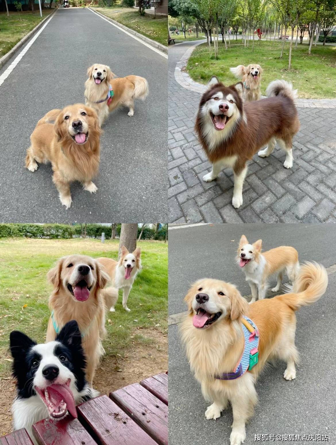 嘉兴买金毛犬首页网站(嘉兴南湖区)买金毛犬哪里比较安全