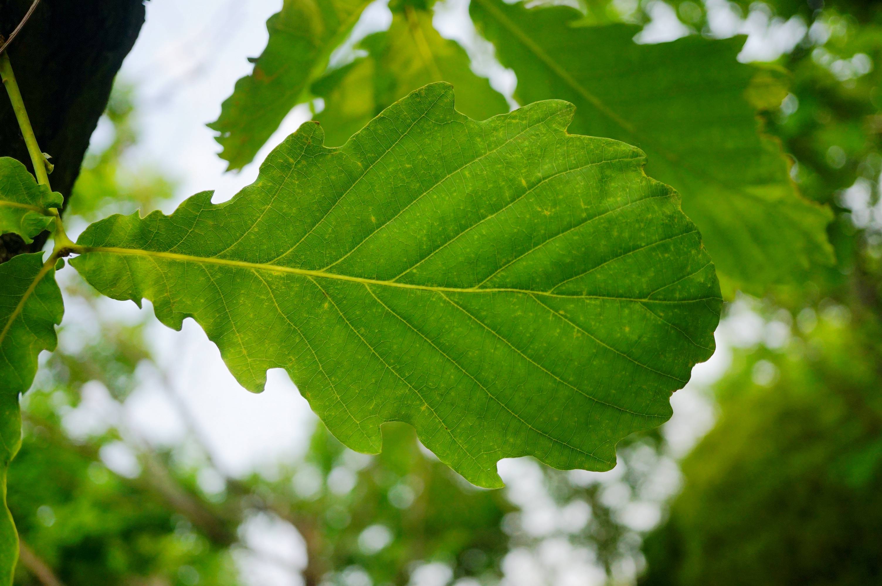 我见到的山东本土植物和园林栽培植物(361)蒙古栎