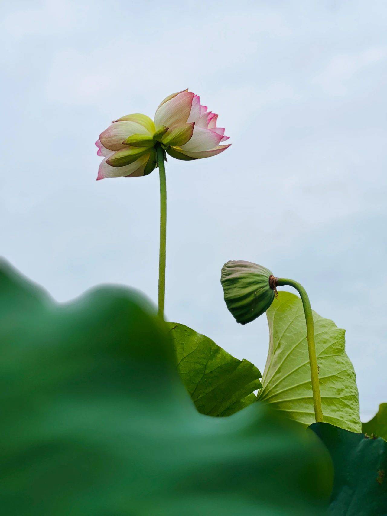 翠湖双莲盛放 永胜三川迎来荷花盛宴