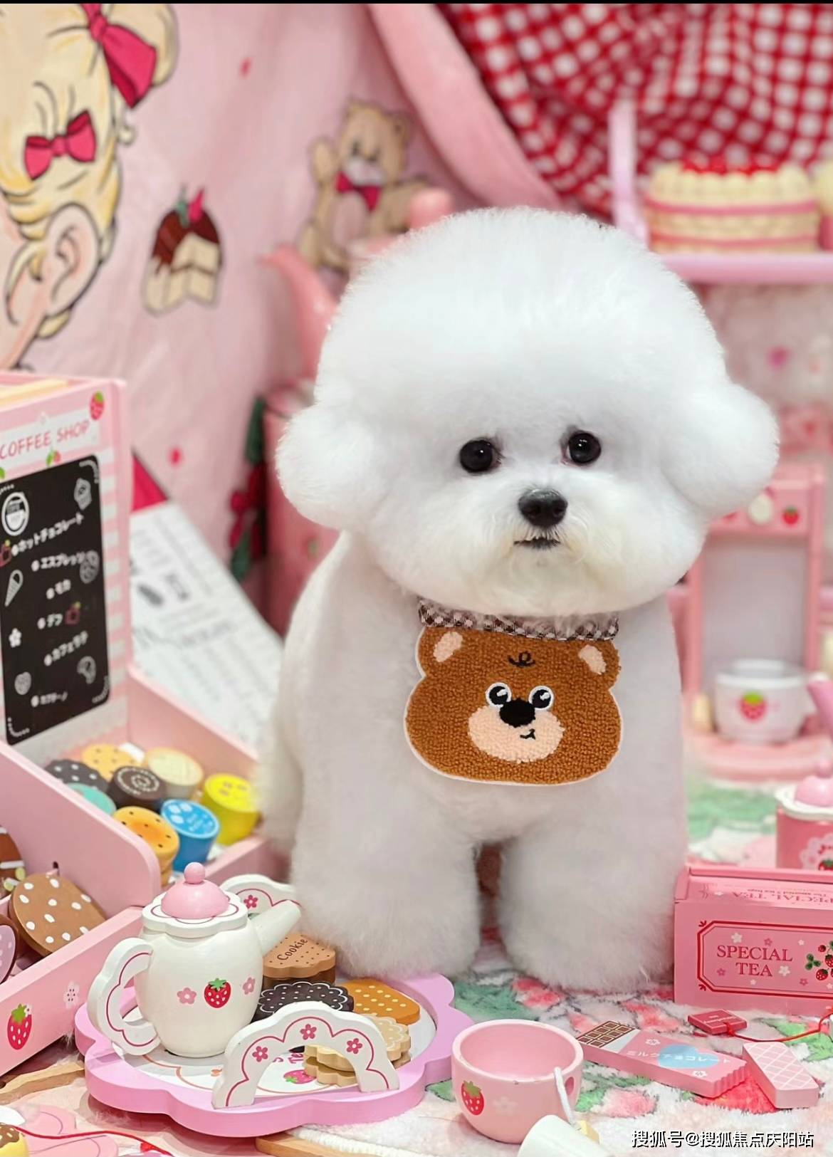 常州买比熊犬首页网站(常州武进区)哪里可以买到比熊犬