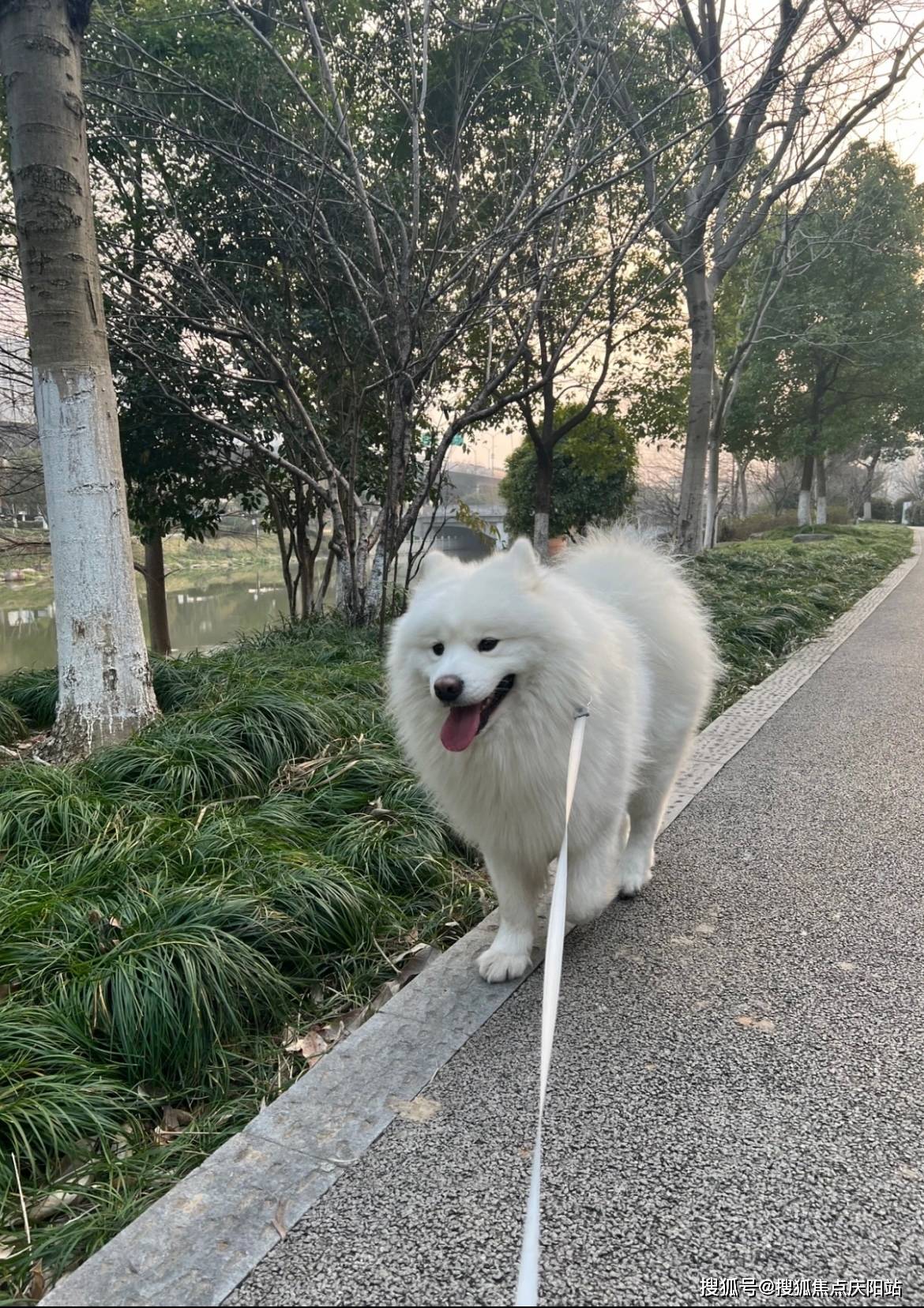 江门买萨摩耶犬首页网站(江门蓬江区)买萨摩耶犬哪里比较安全