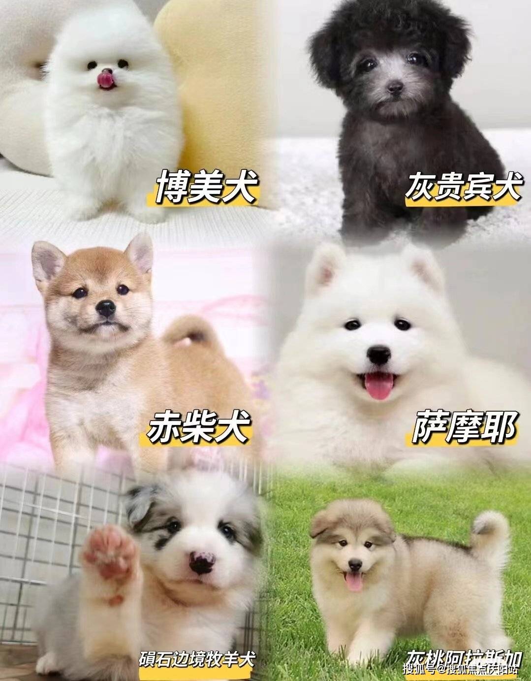 重庆买萨摩耶犬首页网站(重庆江北区)买萨摩耶犬的地方