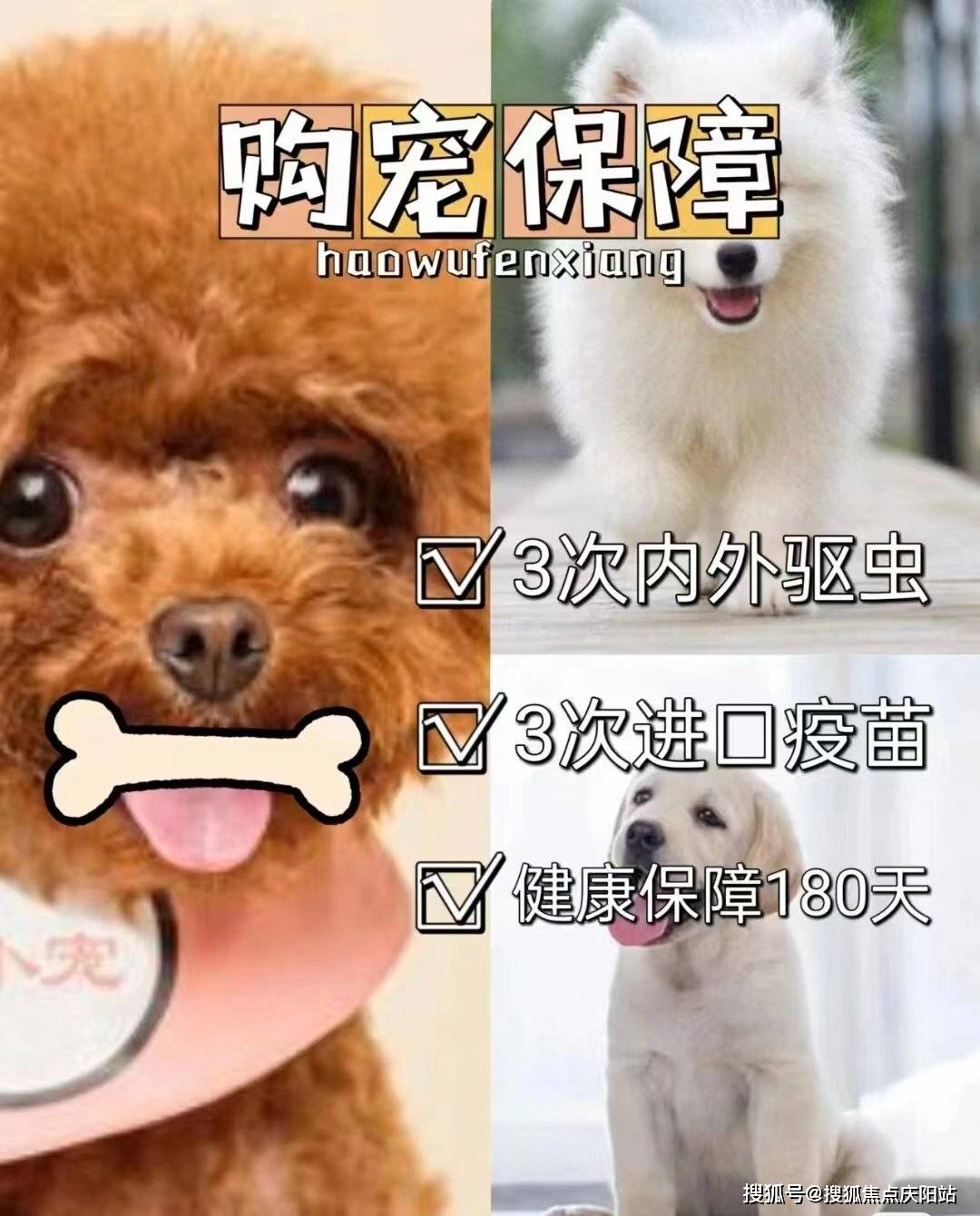泉州买萨摩耶犬首页网站(泉州晋江市)买萨摩耶犬哪里比较安全