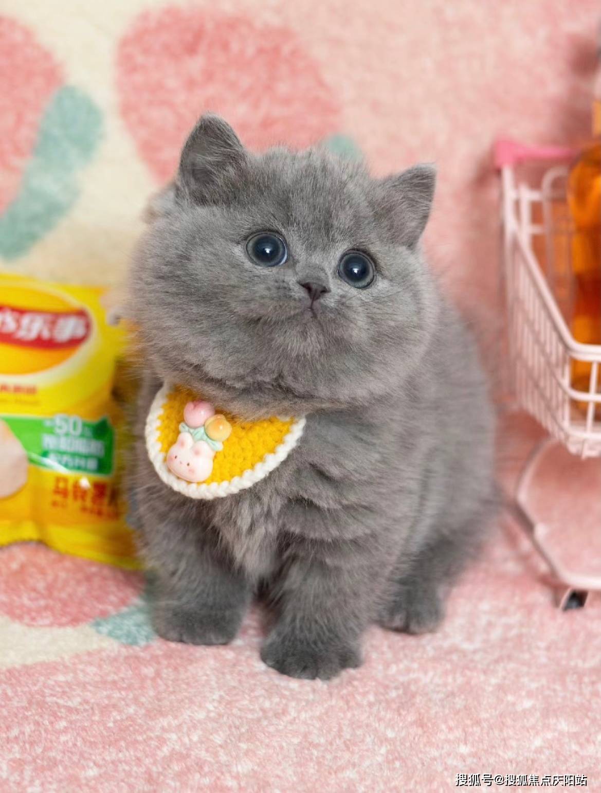 南昌买英短蓝猫首页网站(南昌西湖区)哪里可以买到品相好的英短蓝猫