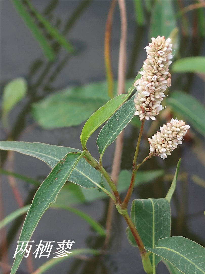 我见到的山东本土植物和园林栽培植物(409)两栖蓼