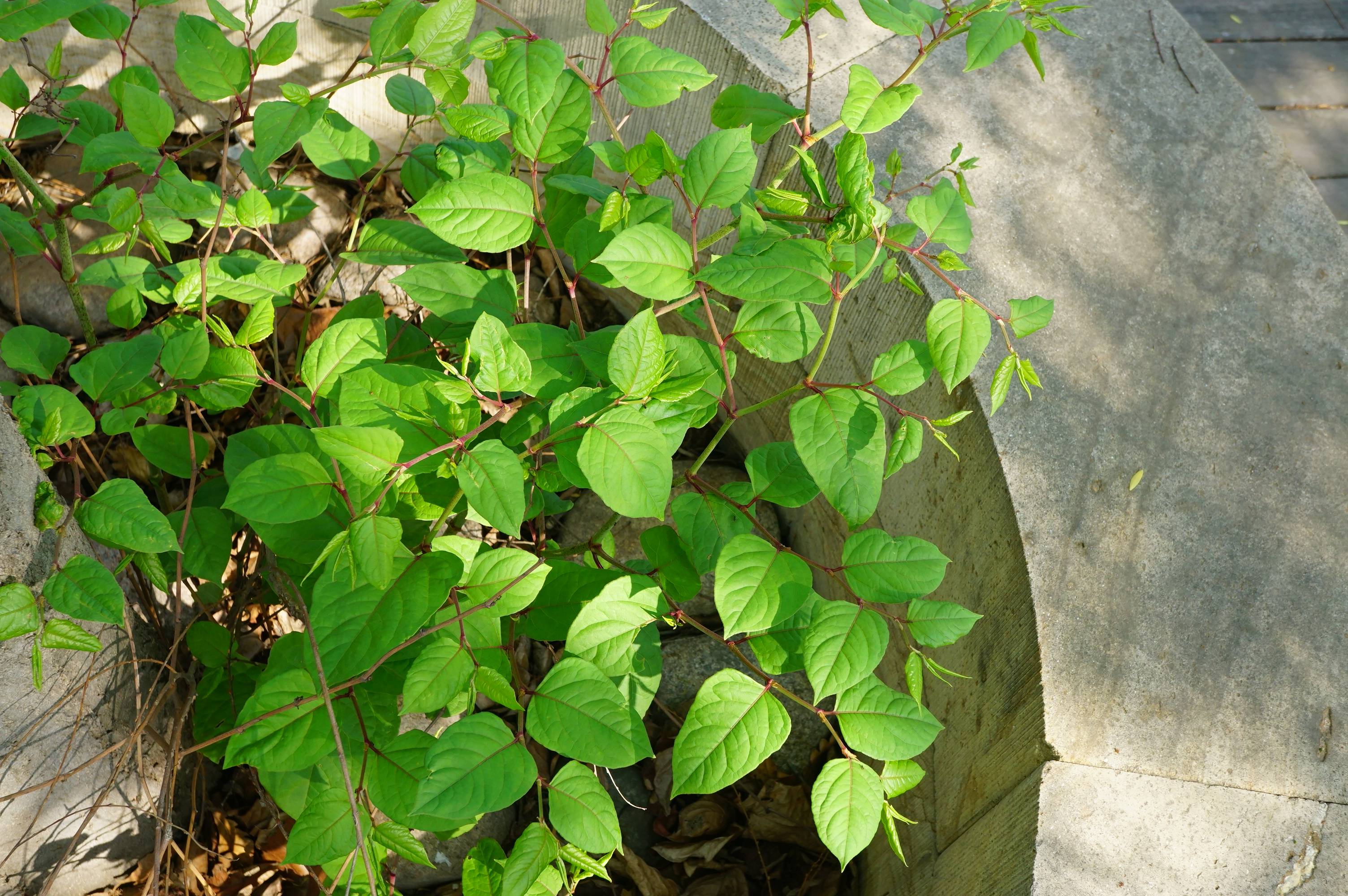 我见到的山东本土植物和园林栽培植物(420)虎杖