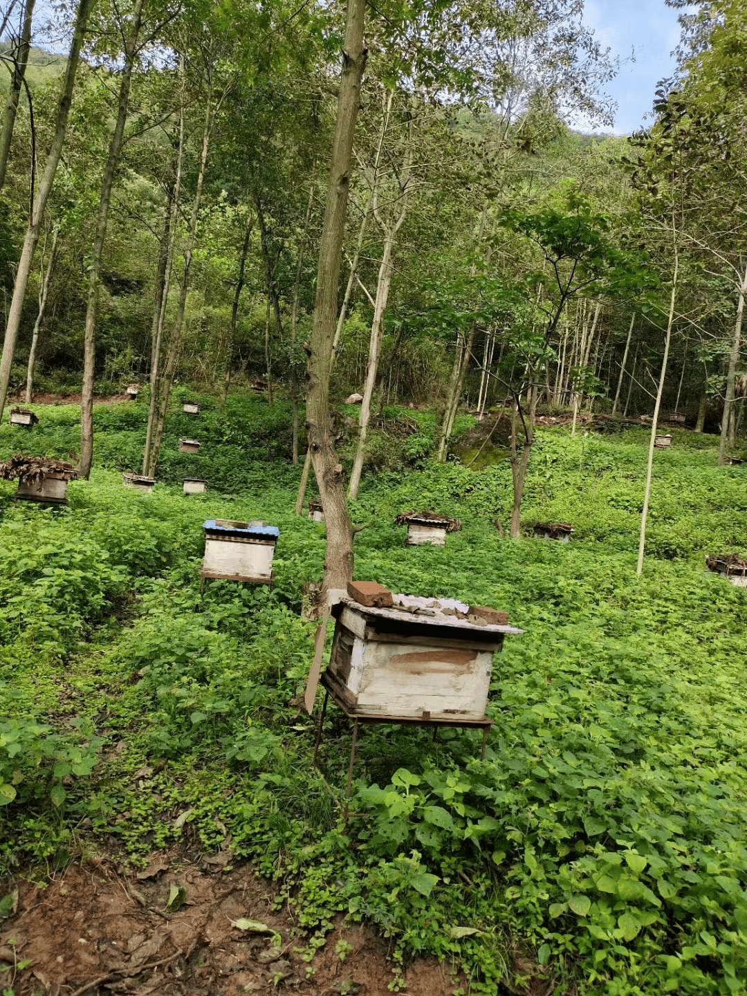 湖南省常德市桃源县热市镇蜂橙蜜蜂养殖中心