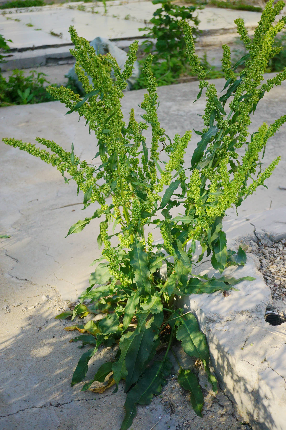 我见到的山东本土植物和园林栽培植物