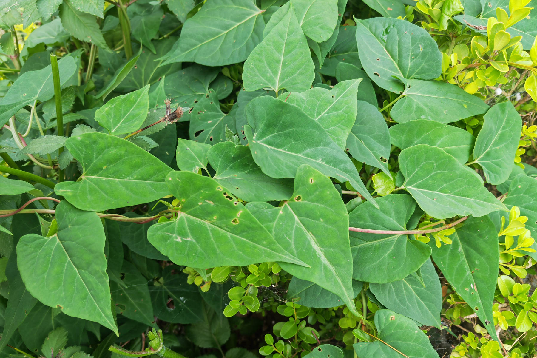 我见到的山东本土植物和园林栽培植物