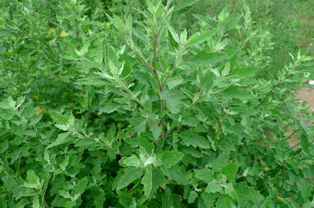 我见到的山东本土植物和园林栽培植物(431)藜