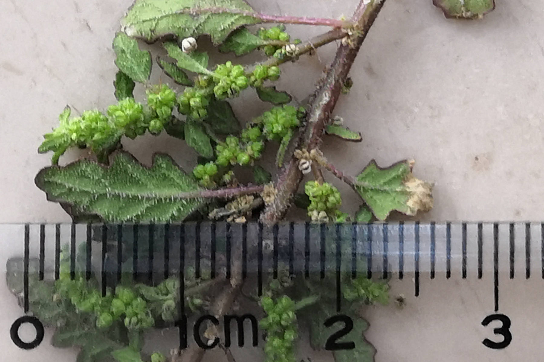 我见到的山东本土植物和园林栽培植物(435)灰绿藜?