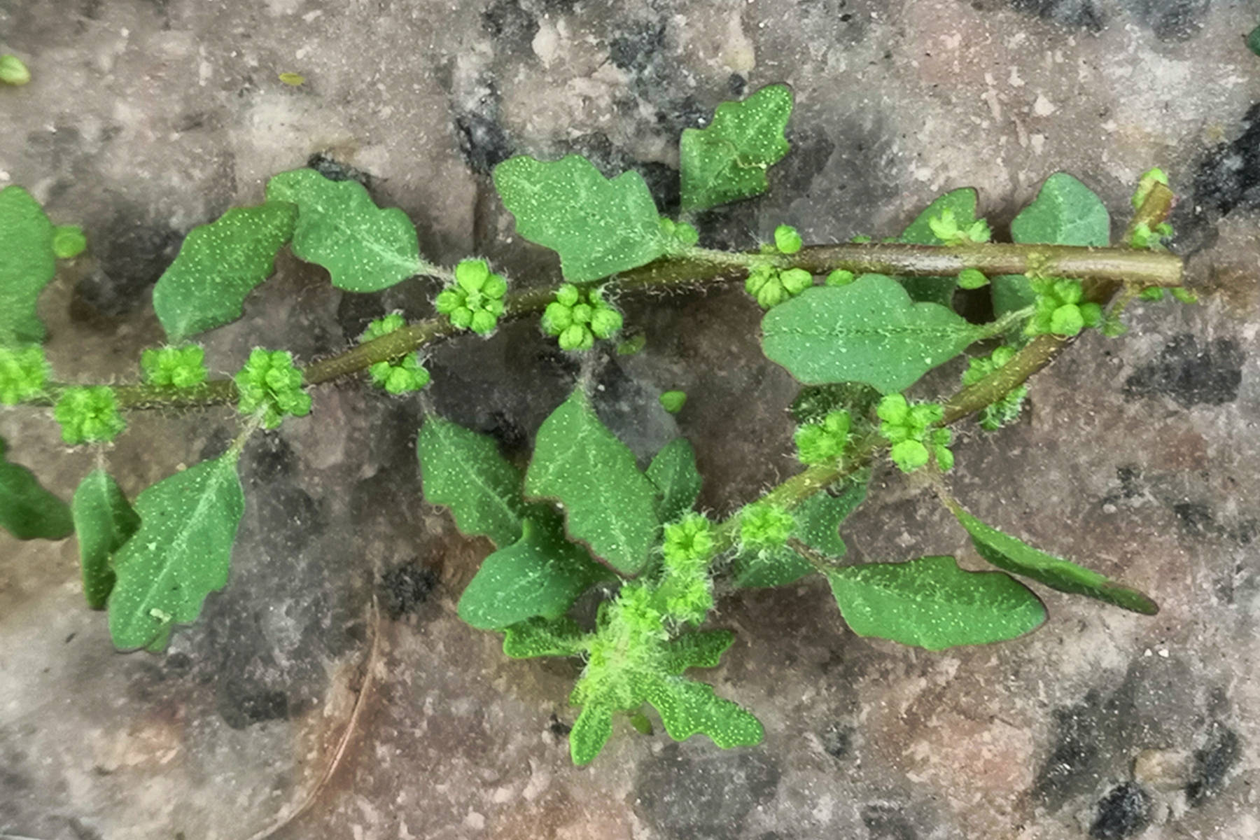 我见到的山东本土植物和园林栽培植物(435)灰绿藜?