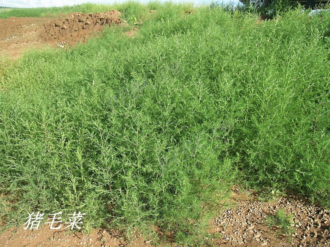 我见到的山东本土植物和园林栽培植物(449)猪毛菜