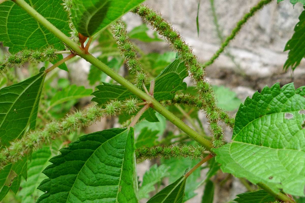 我见到的山东本土植物和园林栽培植物(457)野线麻