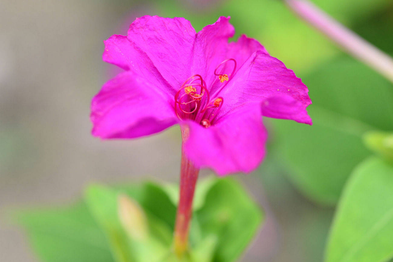 我见到的山东本土植物和园林栽培植物(462)紫茉莉